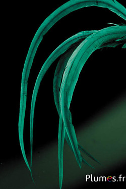 Coq fouet - 35-40 cm - pétrole